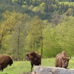 The Land of the Bison in Neamț County – internationally renowned touristic destination