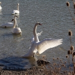 Swans dancing on the lakes in Neamt County