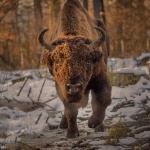 Bisons in Vânători-Neamţ Natural Park