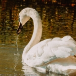 Swans in Neamt County