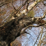 The flora from Tarcau Mountains – Neamt County