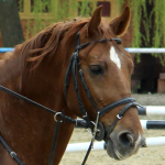 The Opening of the Equestrian School from Piatra Neamt, April 2010