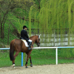 The schedule from the Equestrian Complex “Virgil Barbuceanu” from Piatra Neamt, Neamt County