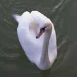 The Swans from Piatra Neamt and from the protected lakes of Neamt County