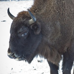 Bisons in “Vanatori-Neamt” Nature Park from Neamt County