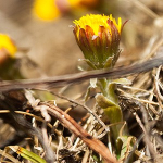 Traditions and legends at the beginning of spring
