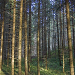 Tourist routes in Vanatori-Neamt Nature Park