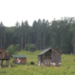 Dragos Voda Bison Reserve, Neamt County