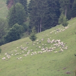 Touristic sheepfolds in Neamt