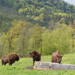 Discover the tourist attractions in Vânători Neamţ Natural Park