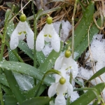 The 1st of March – Joyous spring feast in Neamţ Land