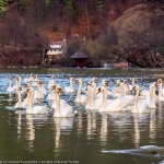 Graceful swans gliding on the lakes in Neamţ County