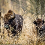 Bison Land in Neamț, once again included in Top 100 Sustainable Destinations in 2020