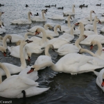 Swan lake in winter – Lake Pângăraţi in Neamţ County