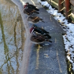 Traces of winter in Roman Municipal Park