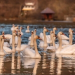 Unique moments on the lakes in Neamț