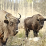 Bison Safari in Neamț. Bookings now available on Booktes