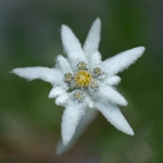 ”Wild Romania” now in Piatra Neamț