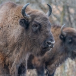 EcoBrunch and Bison safari in Bison Land. Relaxed, Friendly and Informal