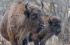EcoBrunch and Bison safari in Bison Land. Relaxed, Friendly and Informal