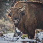 Ecotourism in Neamt County – Bison Land