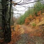 neamt-events-autumn-square