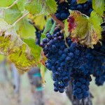 zilele-toamnei-october-2010-piatra-neamt