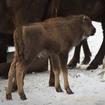 wild-bisons-winter