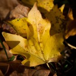 autumn-in-neamt-county-trails