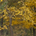 03-festival-delicatese-toamna-editia-i-piatra-neamt-2013