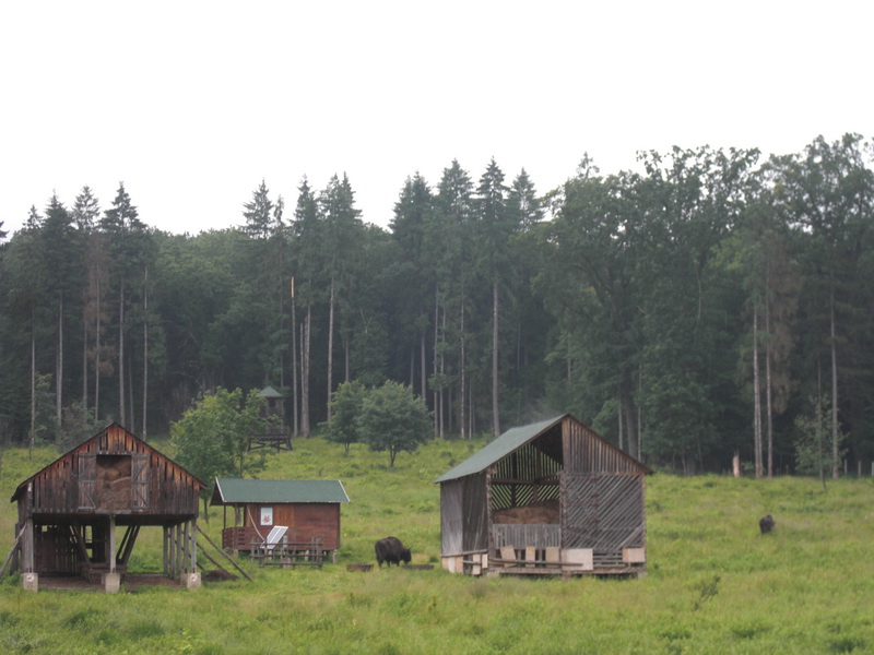 Bisons – Vânători Natural Park