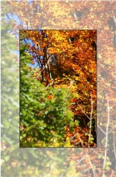 Copper woods – autumn colors