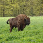 Dragoş Vodă European Bison Nature Reserve