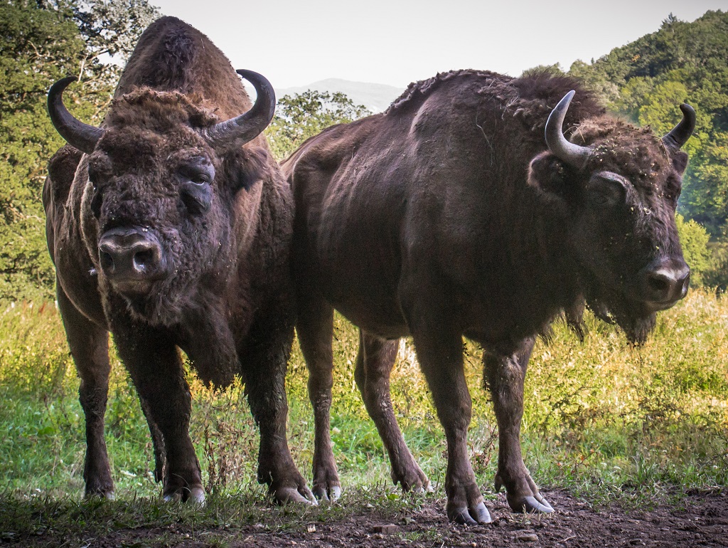bison safari harz