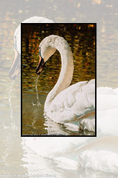 Swans in Neamt County