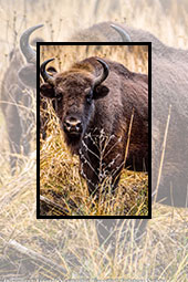 Bison Land. Vanatori-Neamt Nature Park