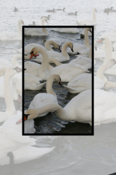 Swan lake in winter – Lake Pângăraţi in Neamţ County