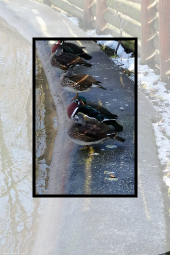 Traces of winter in Roman Municipal Park