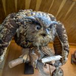 ”Constantin Romanescu” Zoological Museum