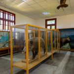 ”Constantin Romanescu” Zoological Museum
