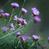 Flowers on top of Ceahlau Mountain