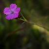 Flowers on top of Ceahlau Mountain