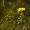 Flowers on top of Ceahlau Mountain