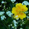 Flowers on top of Ceahlau Mountain