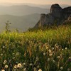 Flowers on top of Ceahlau Mountain