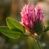 Flowers on top of Ceahlau Mountain