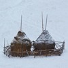 Cheile Bicajelului during winter