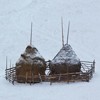 Cheile Bicajelului during winter