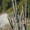 The road from Cracaul Negru to Cuejdel Lake