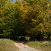 The road from Cracaul Negru to Cuejdel Lake